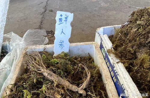 昆明市场羊肚菌价格处于全年最低水平