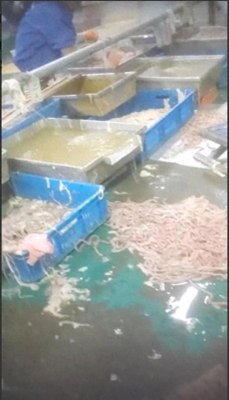 记者揭食品厂脏乱内幕 卫生问题触目惊心,电话泄露与焊锡丝销售牵出背后利益链